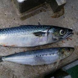 Японская скумбрия и сардина-иваси. Фото Константина Коробкова