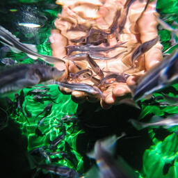 Нефтяники помогают сохранить популяции ценных видов рыб.  Фото пресс-службы компании «Газпром нефть»