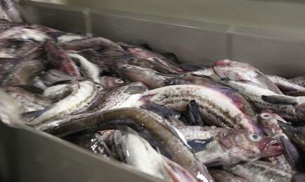 Нарастающий вылов минтая в Охотском море достиг 470,8 тыс. тонн. Архивное фото