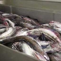 Нарастающий вылов минтая в Охотском море достиг 470,8 тыс. тонн. Архивное фото