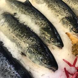 В Ленинградской области в этом году появится новая для этого региона форма господдержки хозяйств аквакультуры — субсидия на производство продукции товарного рыбоводства