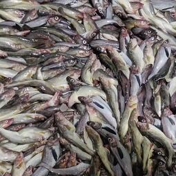 Общий допустимый улов минтая по всем районам промысла в Дальневосточном бассейне на 2026 г. составляет около 2,42 млн тонн