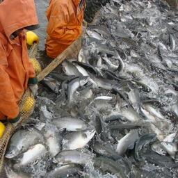 Добыча лосося на Камчатке. Архивное фото