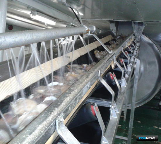 На судовой фабрике гребешок очищается, промывается, превращается в филе, замораживается, глазируется и упаковывается. Фото предоставлено компанией
