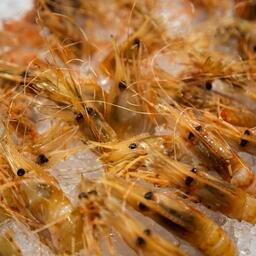 В списке на продажу в том числе доли квот гребенчатой креветки