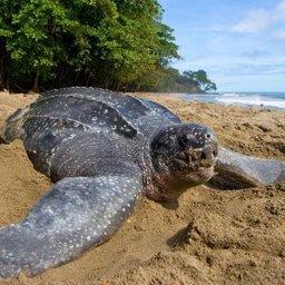 Морская кожистая черепаха в тропиках. Фото с сайта vseonauke.com