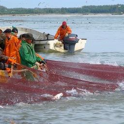 Добыча лосося в Хабаровском крае. Фото пресс-службы правительства региона