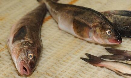 Без покупателя остались в том числе квоты терпугов