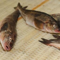 Без покупателя остались в том числе квоты терпугов