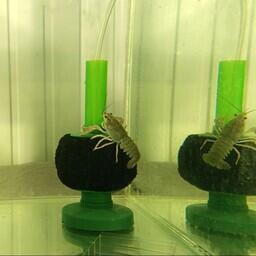 Ученые АзНИИРХ подвели предварительные результаты эксперимента по поиску оптимальных условий выращивания длиннопалого рака. Фото пресс-службы ВНИРО