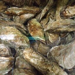 Росрыболовство в апреле откроет прием заявок о закреплении долей квоты устриц в подзоне Приморье. Архивное фото