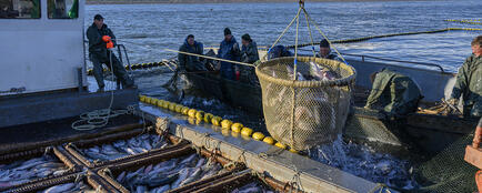 Среди предприятий Крайрыбакколхозсоюза есть градообразующие. Фото предоставлено Союзом