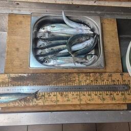 Промер рыбы. Фото пресс-службы ВНИРО