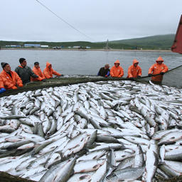 В пик путины проходные дни – единственная возможность для отдыха рыбаков из бригад речного лова, все остальное время идет непрерывно. Фото предоставлено Озерновским РКЗ № 55