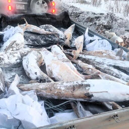В Комсомольске-на-Амуре сотрудники ГАИ перехватили туши осетровых. Фото пресс-службы УМВД по Хабаровскому краю