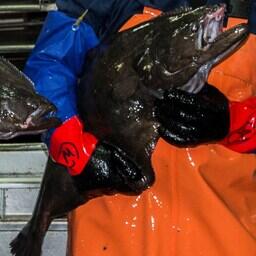 Черный палтус. Фото предоставлено РК «Восток-1»