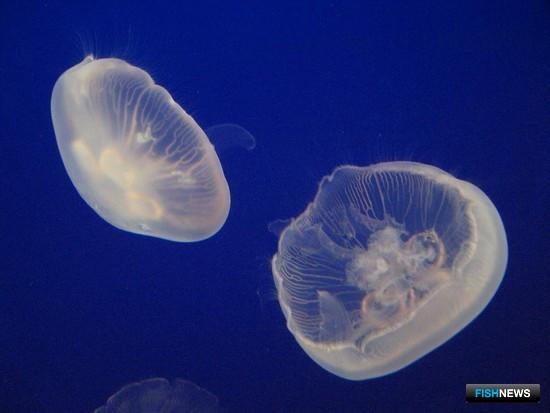 Медуза Аурелия (Aurelia aurita). Фото пресс-службы АзНИИРХ