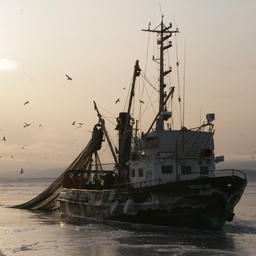 Прибрежный лов наваги на Сахалине