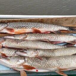 Одним из основных объектов добычи в начале путины была ранненерестующая щука. Фото пресс-службы КаспНИРХ