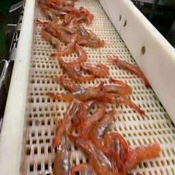 Специалисты МагаданНИРО начали мониторинг промысла северной креветки в Северо-Охотоморской подзоне. Фото пресс-службы ВНИРО