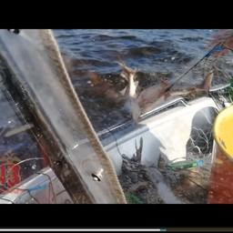 Рыбу освободили и выпустили в Енисей. Скриншот видео ГУ МВД по Красноярскому краю