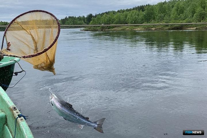 Рыбалка на реке Кола: лучшие места, снасти и советы