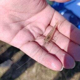 Молодь гигантской пресноводной креветки вырастили в условиях аквариального комплекса. Фото пресс-службы АзНИИРХ