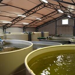 Экспериментальный рыбоводный цех для выращивания балтийского сига. Фото Кристины Антоненко