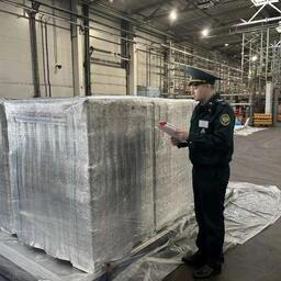 Поставку партии живого краба проконтролировали сотрудники Пулковского таможенного поста. Фото пресс-службы СЗТУ