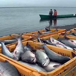 Лов рыбы в Азовском море. Фото с сайта golos.ua