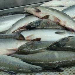 Вылов тихоокеанских лососей в Камчатском крае превысил 9 тыс. тонн