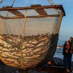 Сейчас один из главных регионов добычи лосося — Сахалинская область. Фото Анатолия Макоедова