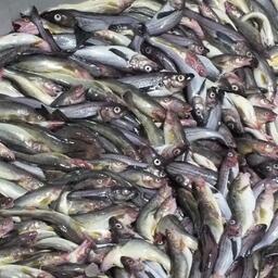 Компания получила инвестквоты минтая. Архивное фото