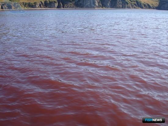 «Красный прилив» в Авачинской губе, сентябрь 2011 г. Фото пресс-службы КамчатНИРО