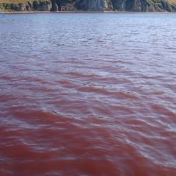 «Красный прилив» в Авачинской губе, сентябрь 2011 г. Фото пресс-службы КамчатНИРО