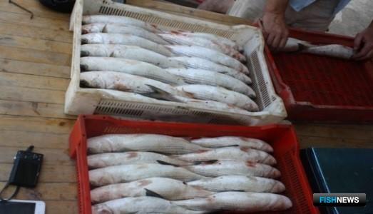 Рыбохозяйственная наука обращает внимание промысловиков на недоиспользуемые запасы каспийской кефали. Фото пресс-службы КаспНИРХ