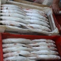 Рыбохозяйственная наука обращает внимание промысловиков на недоиспользуемые запасы каспийской кефали. Фото пресс-службы КаспНИРХ