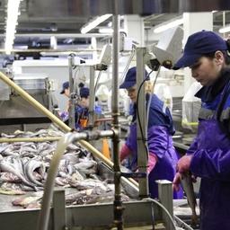 На Южных Курилах компании реализуют передовые проекты в рыбной отрасли