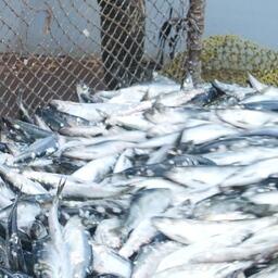 Свежевыловленная олюторская сельдь. Фото предоставлено «Океанрыбфлотом»