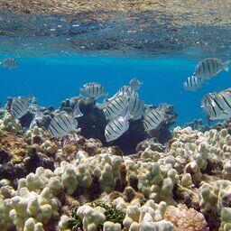 Подводный мир гавайской охраняемой зоны «Папаханаумокуакеа». Фото Claire Fackler, CINMS, NOAA, «Википедия», CCA 2.0