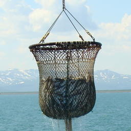 Российские рыбаки добыли около 4 млн тонн