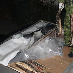 В оборудованных в кузове тайниках нашли более тонны осетровых. Фото РИА «Дагестан»