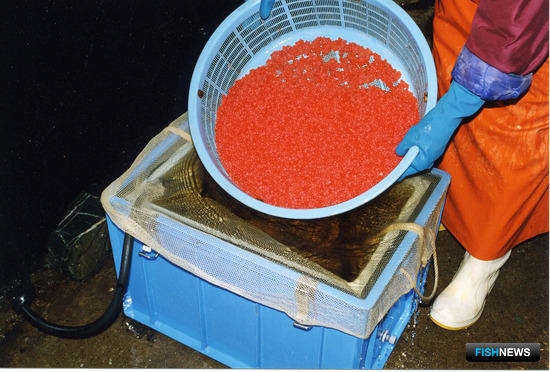 Производство лососевой икры на Дальнем Востоке