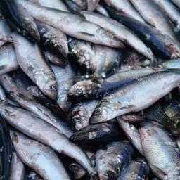 Олюторская сельдь. Фото предоставлено «Океанрыбфлотом»