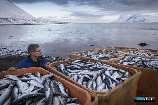 Российское эмбарго ударило по исландским рыбопромышленникам. Фото газеты "Ведомости"