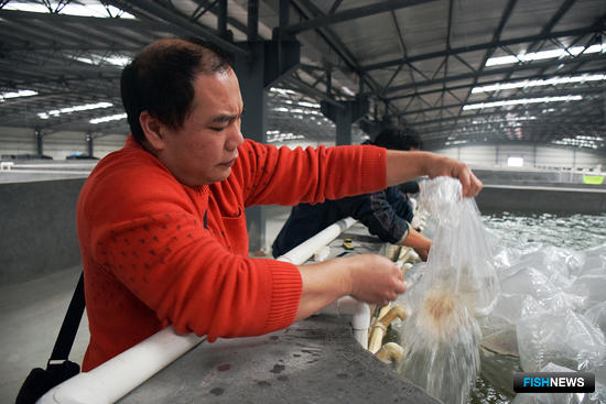 Сотрудник Sino Agro Food выпускает личинок креветки в резервуар Aquafarms 4. Фото с сайта компании