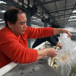 Сотрудник Sino Agro Food выпускает личинок креветки в резервуар Aquafarms 4. Фото с сайта компании
