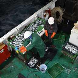 Массовые промеры рыбы. Фото пресс-службы АтлантНИРО