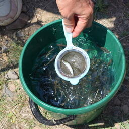 На речной участок под разведение кеты в Магаданской области вновь не заявилось ни одного претендента