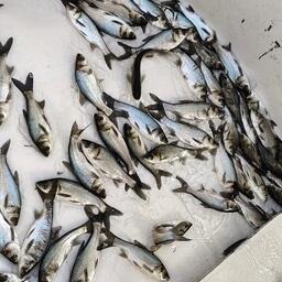 Ранее в это водохранилище уже переселили 200 тыс. экземпляров белого толстолобика. Фото пресс-службы Главрыбвода